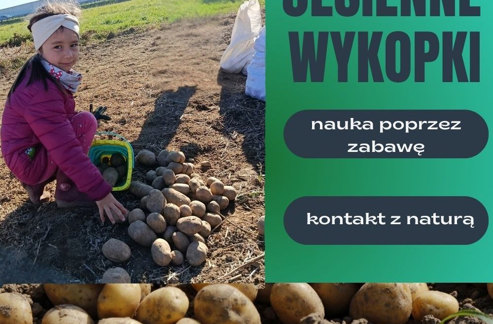 Jesienne wykopki ziemniaków